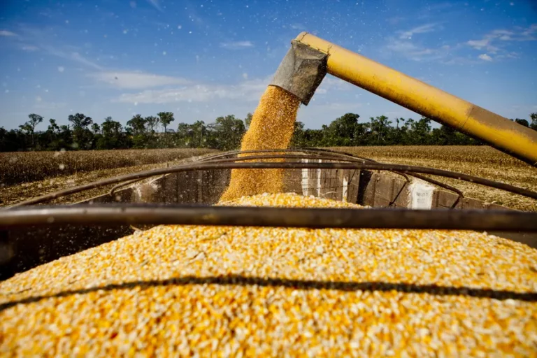 Colheita de milho avança no Rio Grande do Sul, enquanto apenas 1% da área de soja é colhida
