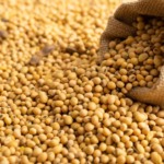 Soja em leve alta no Brasil com foco no fim da safra e plantio Soja em leve alta no Brasil com foco no fim da safra e plantio