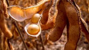 Custo de produção de soja em Mato Grosso cai em setembro em comparação a agosto