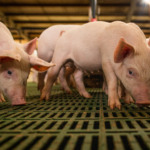 Alívio para a europa: China corta tarifas de suínos de 62% para até 19,8% em decisão final Alívio para a europa: China corta tarifas de suínos de 62% para até 19,8% em decisão final