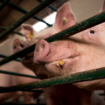 "Efeito Trump" pressiona suinocultura global: Produtores na Tailândia e Canadá temem colapso com novas tarifas "Efeito Trump" pressiona suinocultura global: Produtores na Tailândia e Canadá temem colapso com novas tarifas