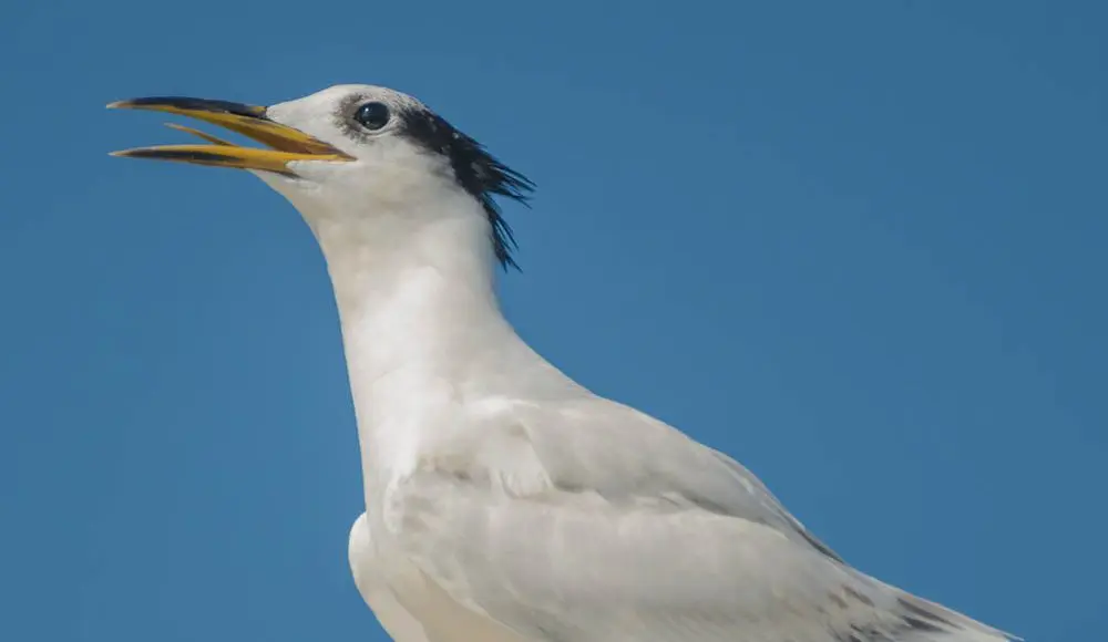 Governo Federal destina R$ 2,5 milhões para combate à gripe aviária em MS Governo Federal destina R$ 2,5 milhões para combate à gripe aviária em MS
