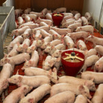 Produção suína da China salta 7% no 4º trimestre com aceleração de abates