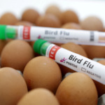 FILE PHOTO: est tubes labelled "Bird Flu" and eggs are seen in this picture illustration, January 14, 2023. REUTERS/Dado Ruvic/Illustration/File Photo FILE PHOTO: est tubes labelled "Bird Flu" and eggs are seen in this picture illustration, January 14, 2023. REUTERS/Dado Ruvic/Illustration/File Photo