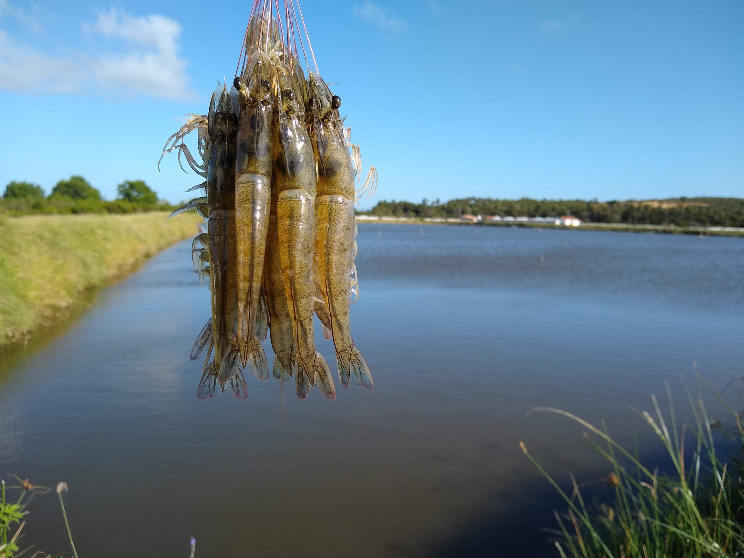 Feira Nacional do Camarão começa nesta terça-feira (14) no Centro de Convenções de Natal (RN) Feira Nacional do Camarão começa nesta terça-feira (14) no Centro de Convenções de Natal (RN)