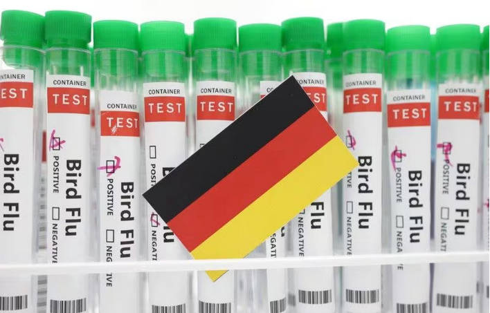 Gripe aviária encontrada em outra granja avícola na Alemanha