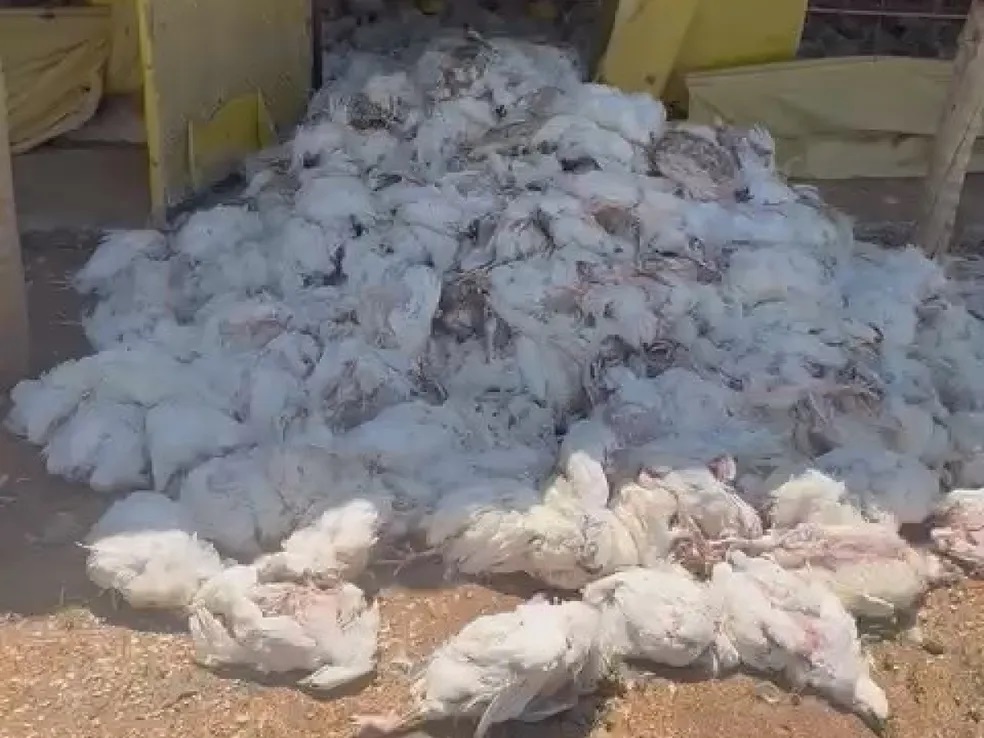 Onda de calor mata mais de 5 mil frangos em criadouro no interior de MG
