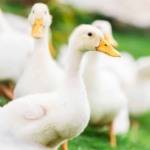 Indiana (EUA) confirma 7 casos de Influenza Aviária em patos em um único dia Indiana (EUA) confirma 7 casos de Influenza Aviária em patos em um único dia