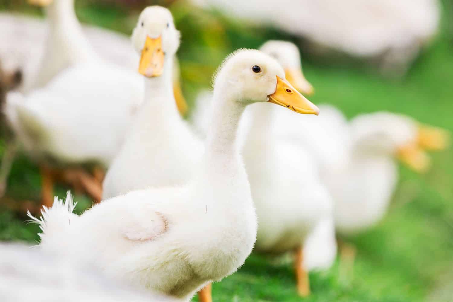 Indiana (EUA) confirma 7 casos de Influenza Aviária em patos em um único dia