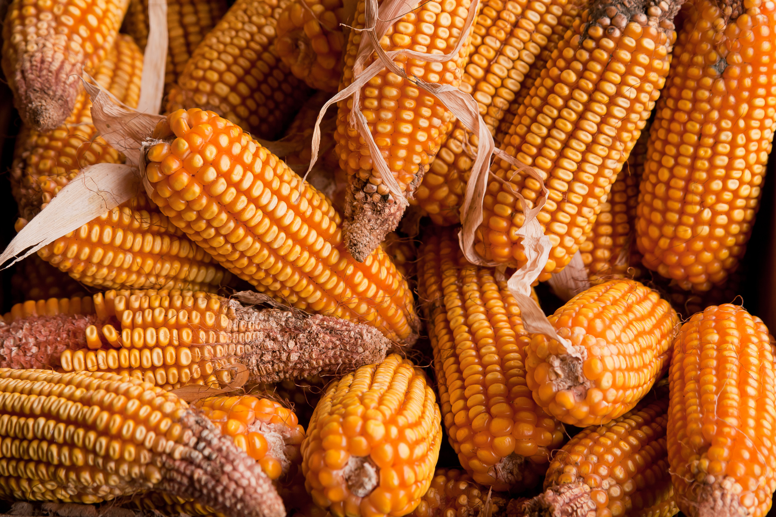 Milho: contratos seguem estáveis