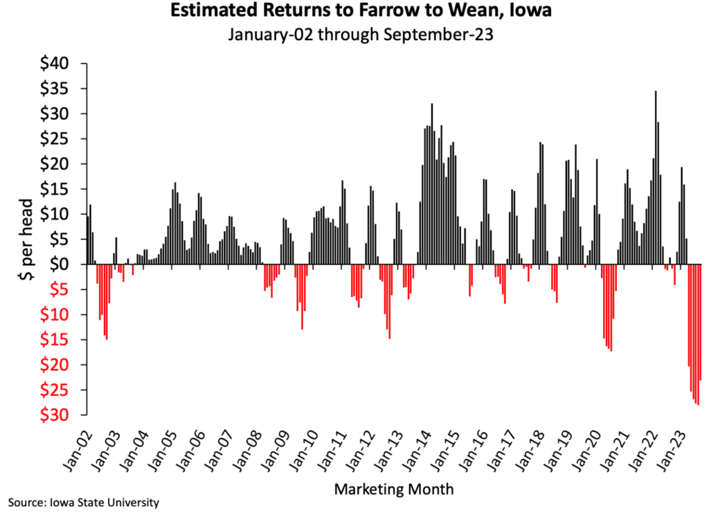 Produção de suínos registra queda de 8% no mercado europeu
