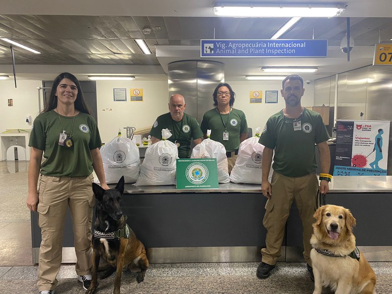 Cães farejadores do MAPA localizam produtos irregulares no aeroporto de Guarulhos (SP)