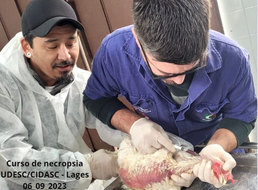 Curso de necropsia em aves prepara mais de 200 médicos-veterinários