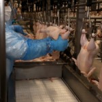 Avicultura russa opera no vermelho com queda de preços e alta de custos Avicultura russa opera no vermelho com queda de preços e alta de custos