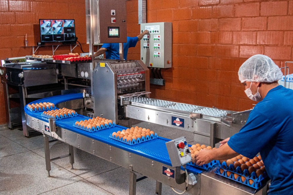 Tecnologia e responsabilidade ambiental aceleram produção na avicultura paranaense