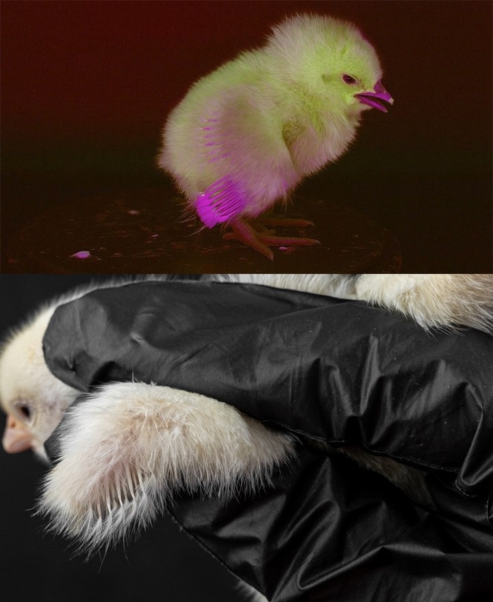 Tecnologia e responsabilidade ambiental aceleram produção na avicultura paranaense