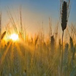 Posicionamento do agro para a COP30 será apresentado durante o CBA 2025