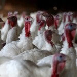 Melhor que humanos: Drones monitoram perus com 98% de precisão Melhor que humanos: Drones monitoram perus com 98% de precisão