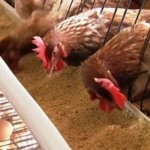 Escassez de insumos dispara custos e ameaça produção de proteína no Irã