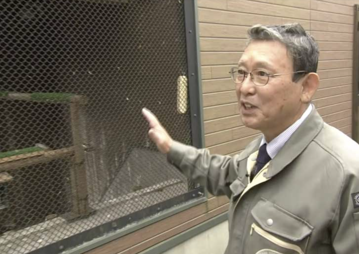 Japão estuda medicina humana para tratar aves com gripe aviária