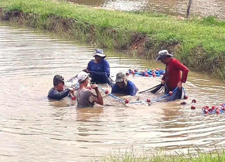 Estação de piscicultura da Empaer produz 302 mil alevinos para agricultores familiares