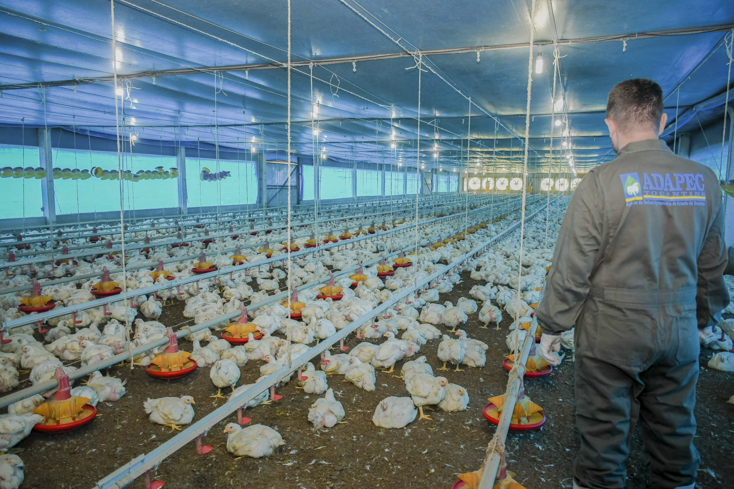 Mais 180 dias: Tocantins estende estado de emergência zoossanitária devido à gripe aviária