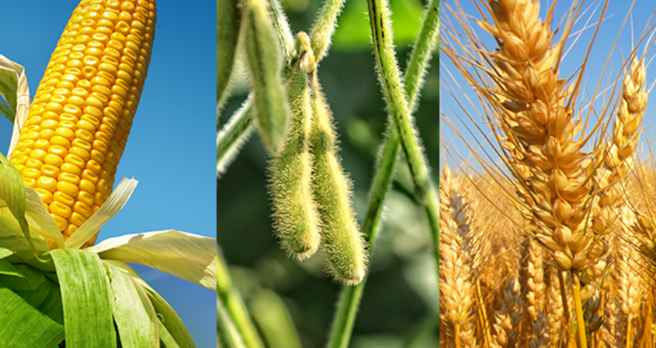 Brasil deve exportar em janeiro 3,32 mi de toneladas de milho e 1,3 mi de toneladas de soja