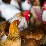 Avicultura global ganha reforço de peso no combate à resistência antimicrobiana