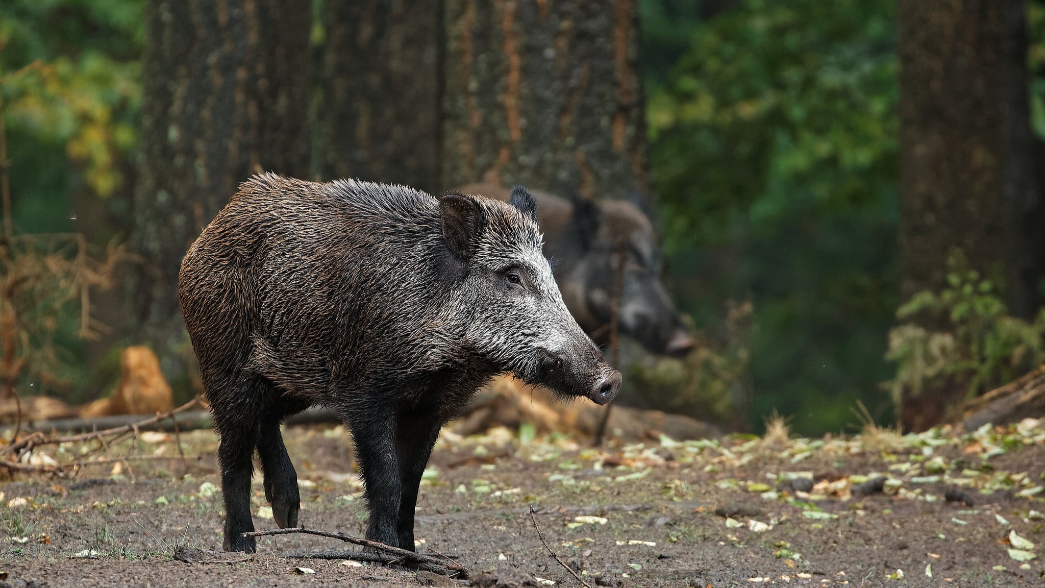 Lei de controle populacional de javalis sancionada: Exército atualiza normas em conformidade