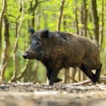 Espanha nomeia comitê de crise para a PSA e especialistas divergem sobre origem Espanha nomeia comitê de crise para a PSA e especialistas divergem sobre origem