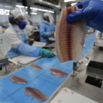 Micotoxinas mantêm pressão elevada sobre a produção animal global em 2025 Micotoxinas mantêm pressão elevada sobre a produção animal global em 2025