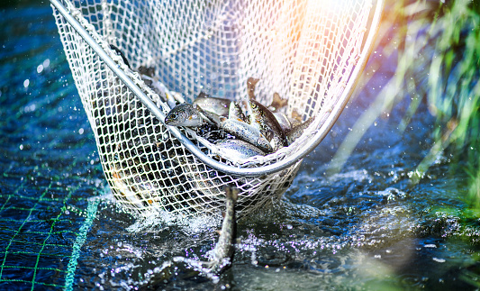 Trouts fishing with coopnet. Fish caught into a fishing net. Trouts fishing with coopnet. Fish caught into a fishing net.