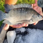 Lei no Paraguai reabre debate sobre cultivo de tilápias no reservatório de Itaipu Lei no Paraguai reabre debate sobre cultivo de tilápias no reservatório de Itaipu