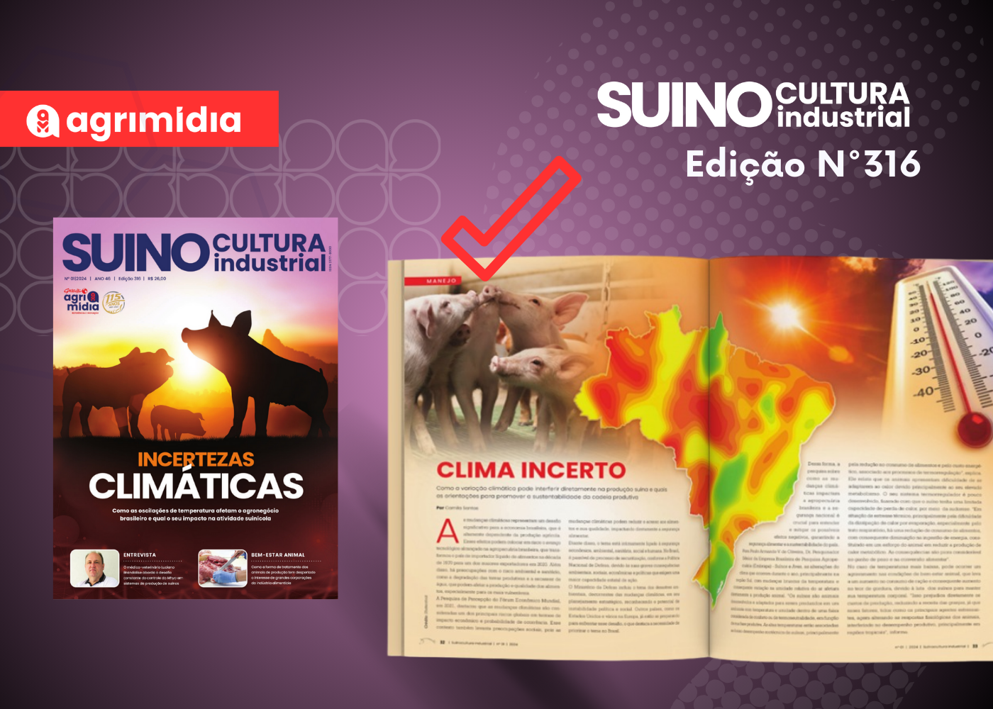 Como a variação climática pode interferir diretamente na produção suína