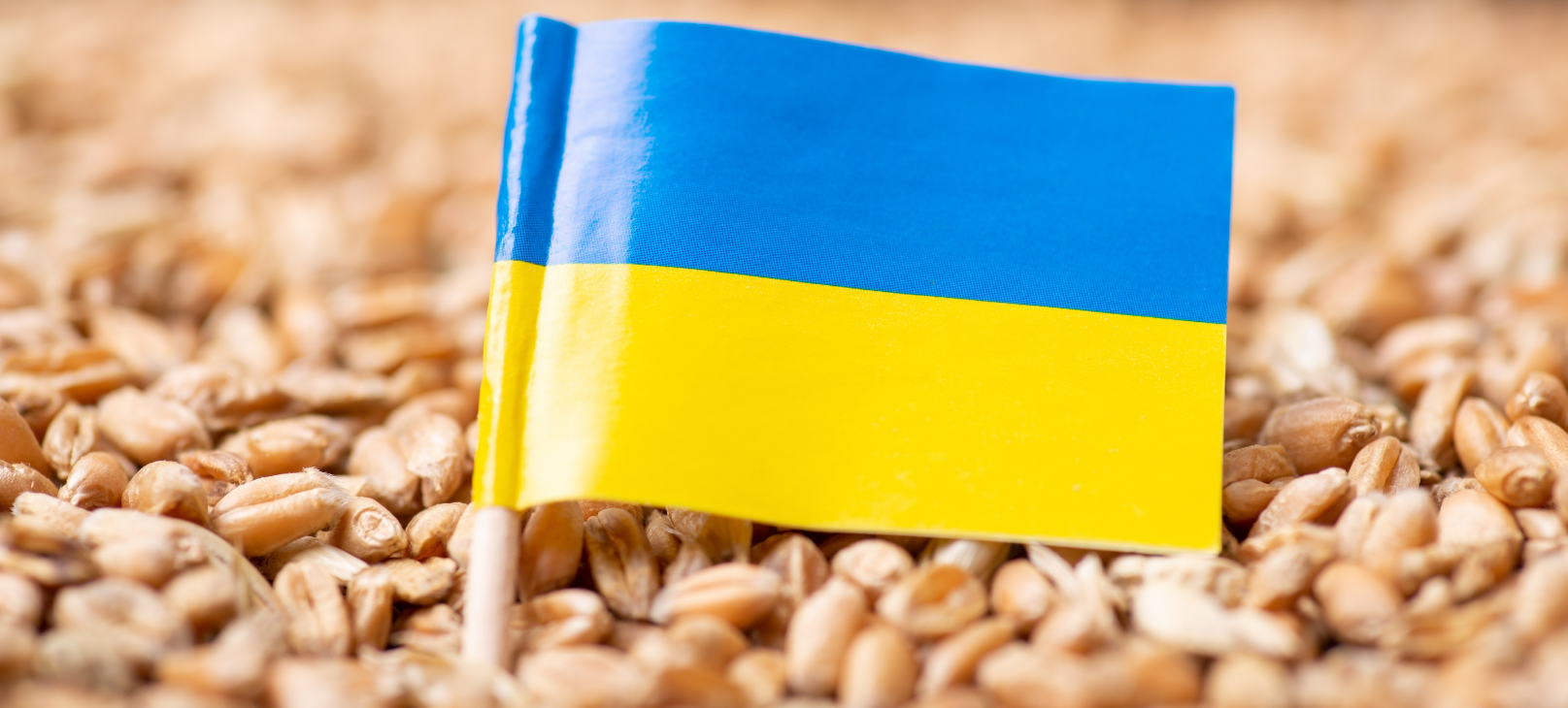 UE chega a acordo com a Ucrânia, mas impõe limites às importações de grãos