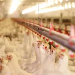Kersia busca aprovação de desinfetante para uso na avicultura com Ministério da Agricultura