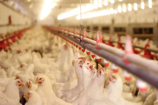 Kersia busca aprovação de desinfetante para uso na avicultura com Ministério da Agricultura