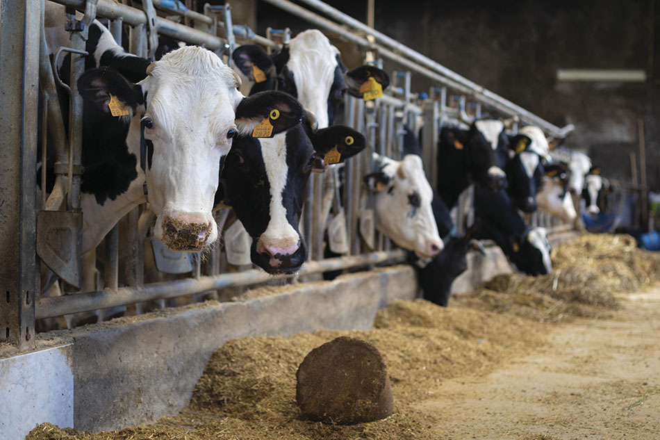 Surto de influenza aviária em vacas leiteiras nos EUA acende alerta para saúde animal Surto de influenza aviária em vacas leiteiras nos EUA acende alerta para saúde animal