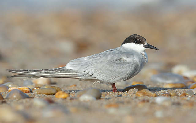 Gripe aviária: governo confirma novo caso em Rio das Ostras, no Rio de Janeiro