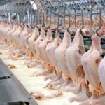 Setor de frango supera Influenza Aviária e fecha 2025 com balanço positivo e recorde no poder de compra