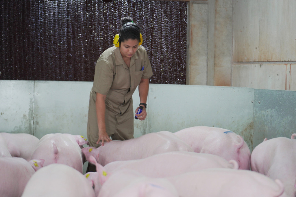 Agroceres PIC inicia entrega dos primeiros reprodutores de elite produzidos na Granja Elite Gênesis