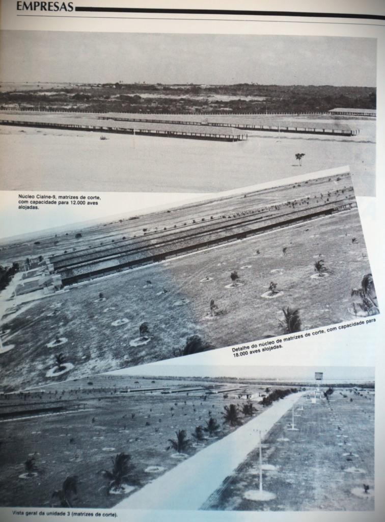 #tbtAgrimídia: Nordeste como ‘competidor’ com o Sul na produção avícola na Avicultura Industrial nos anos 80