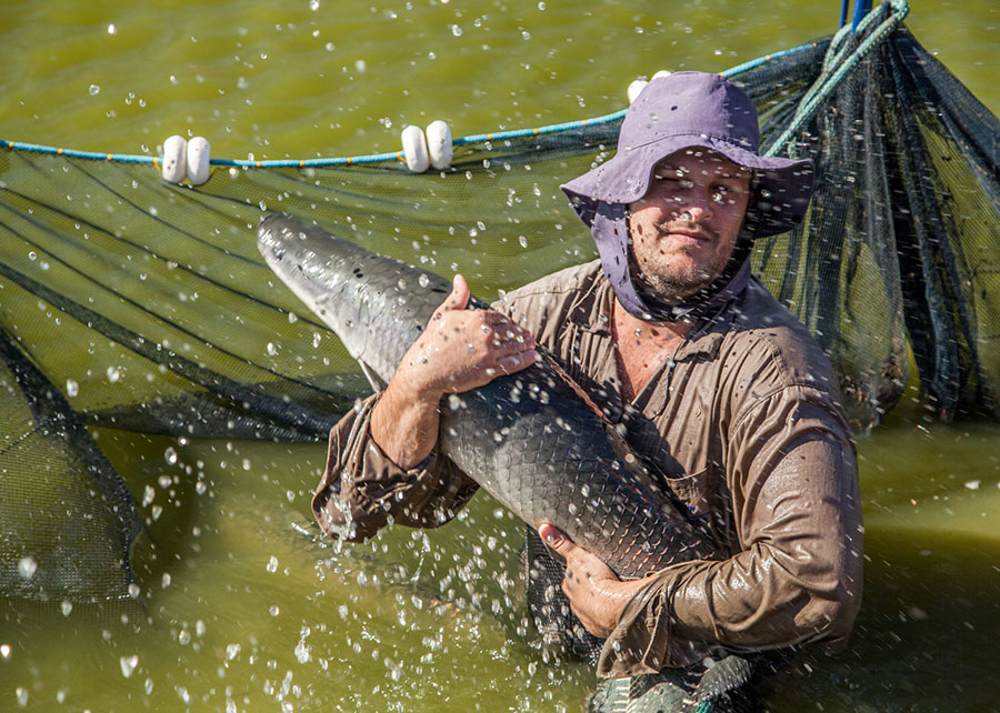 Teste genômico aprimora a criação do pirarucu, mostra Embrapa Teste genômico aprimora a criação do pirarucu, mostra Embrapa