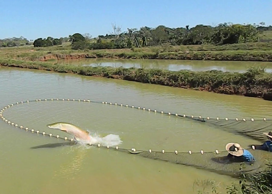 Teste genômico aprimora a criação do pirarucu, mostra Embrapa Teste genômico aprimora a criação do pirarucu, mostra Embrapa