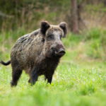 Minas Gerais aprova lei de controle do Javali e reconhece espécie como praga Minas Gerais aprova lei de controle do Javali e reconhece espécie como praga