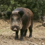 Estudo aponta que vírus da PRRS na Espanha pode ser uma “nova cepa”