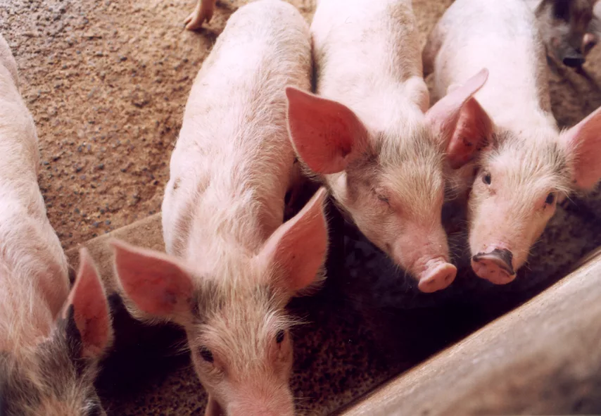 Mato Grosso e Mato Grosso do Sul unem forças para criar polo regional de suinocultura Mato Grosso e Mato Grosso do Sul unem forças para criar polo regional de suinocultura