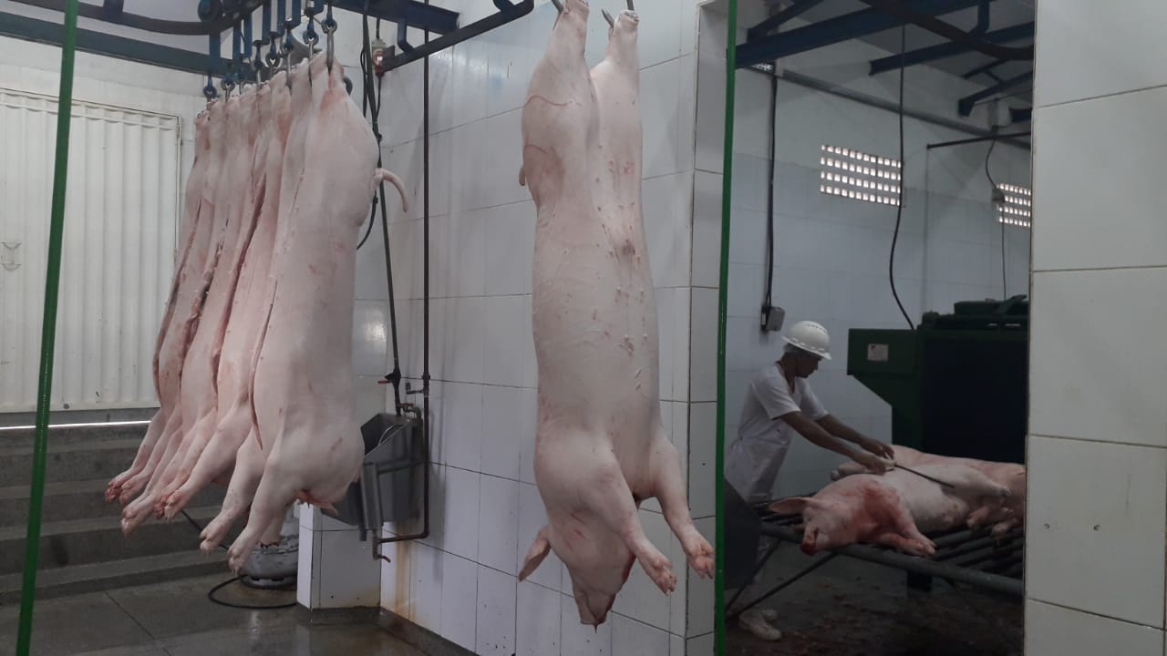 Produção de carne suína cai 1% no primeiro trimestre de 2024, aponta IBGE