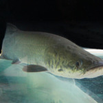 Piscicultura da Paraíba inicia testes com Pirarucu e projeta expansão em 2026 Piscicultura da Paraíba inicia testes com Pirarucu e projeta expansão em 2026