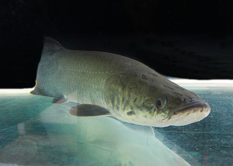 Teste genômico aprimora a criação do pirarucu, mostra Embrapa